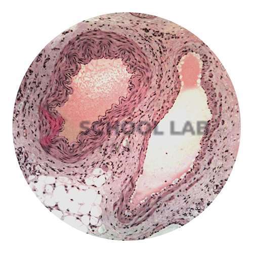 Prepared Microscope Slide - Small Intestine L.S.
